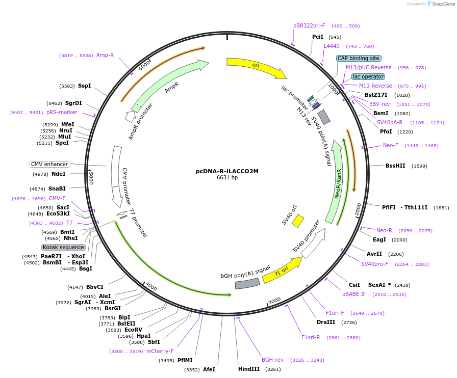 256045-plasmid-map-sequence-id-518226