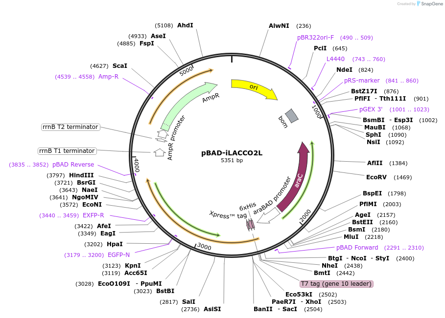 256037-plasmid-map-sequence-id-518229