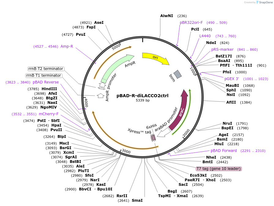 256035-plasmid-map-sequence-id-518232