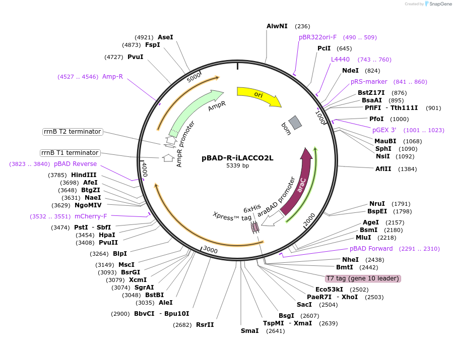 256034-plasmid-map-sequence-id-518234