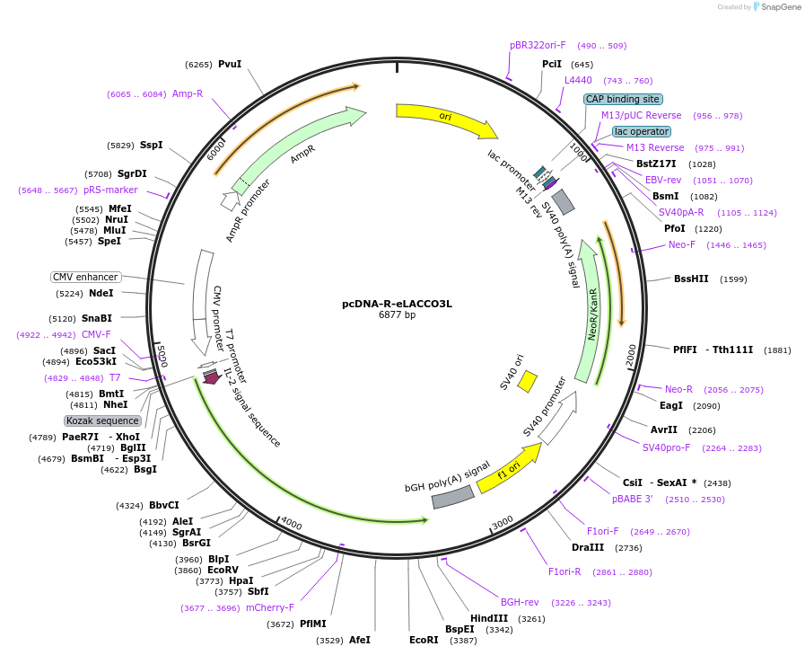 256042-plasmid-map-sequence-id-518238