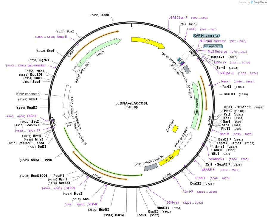 256053-plasmid-map-sequence-id-518240