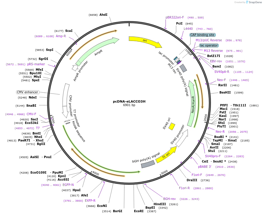 256052-plasmid-map-sequence-id-518241