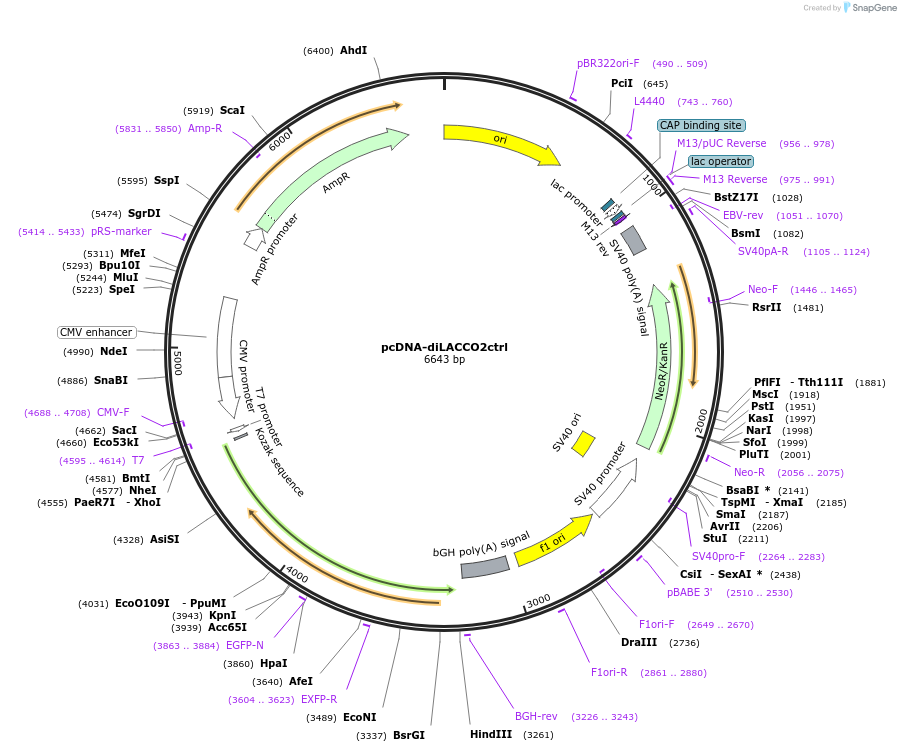 256051-plasmid-map-sequence-id-518242