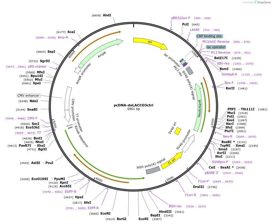 256055-plasmid-map-sequence-id-518243