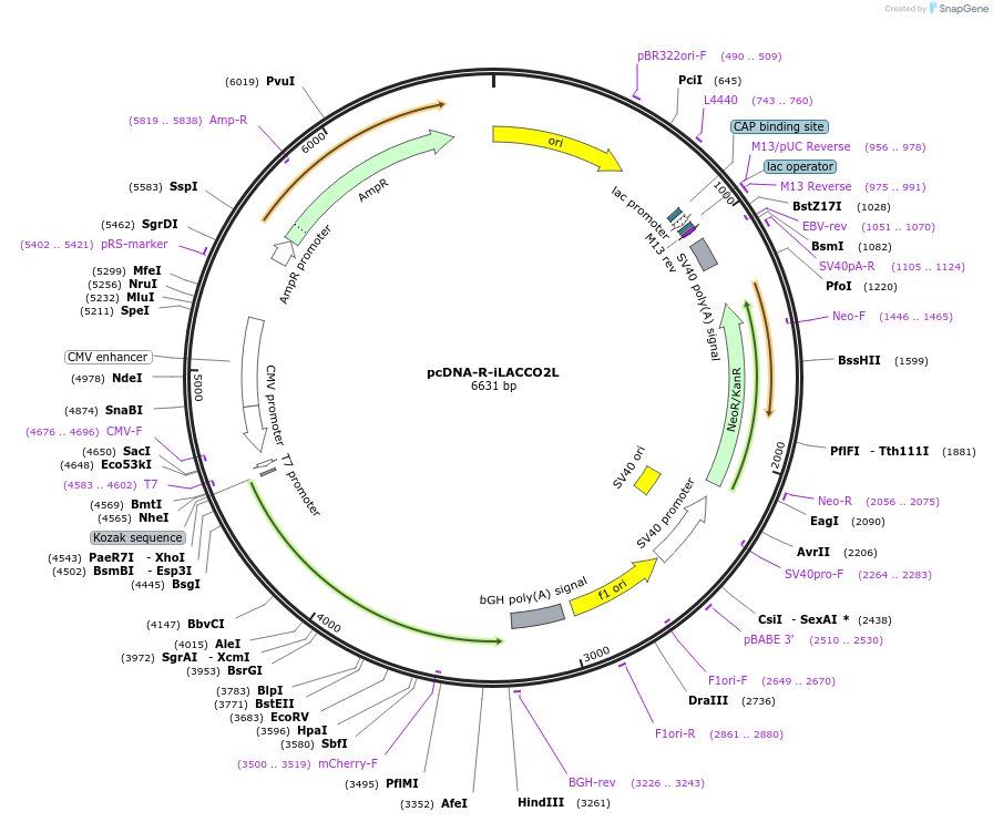 256046-plasmid-map-sequence-id-518244
