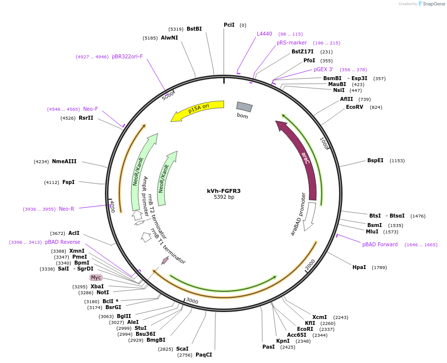 259383-plasmid-map-sequence-id-518335