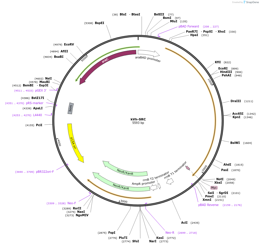 259387-plasmid-map-sequence-id-518379
