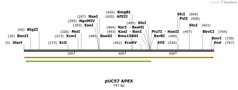 51838_map