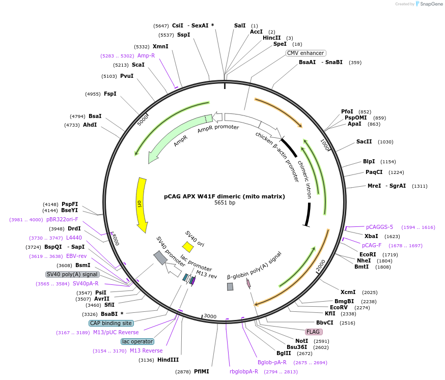 40307-plasmid-map-sequence-id-51840