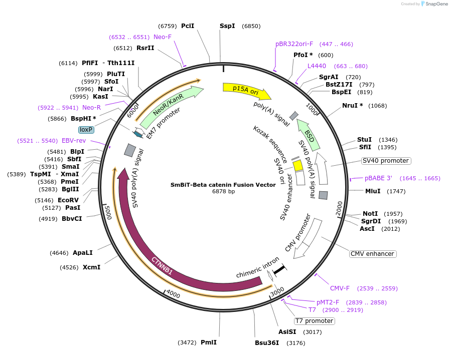 237070-plasmid-map-sequence-id-518437