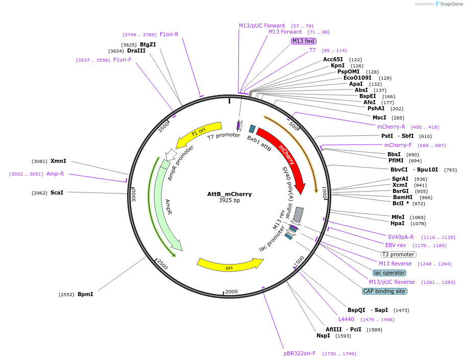 171598-plasmid-map-sequence-id-518597
