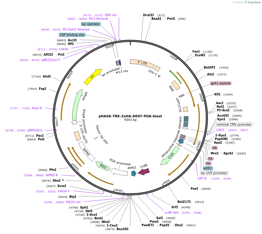259771-plasmid-map-sequence-id-518689