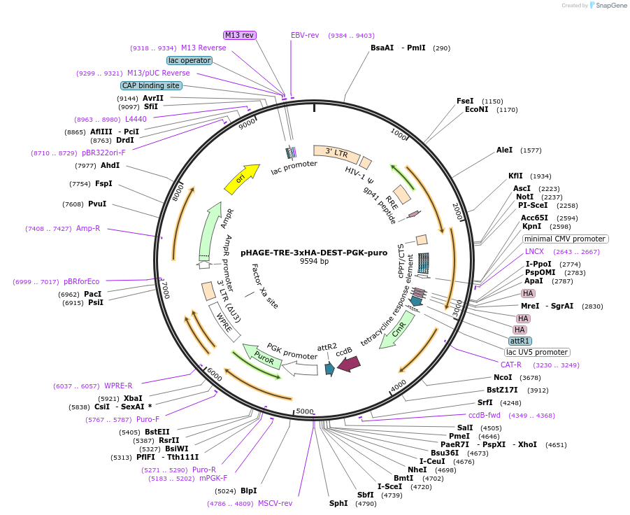 259777-plasmid-map-sequence-id-518690