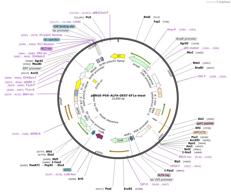 259769-plasmid-map-sequence-id-518691