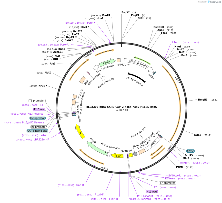254473-plasmid-map-sequence-id-518716