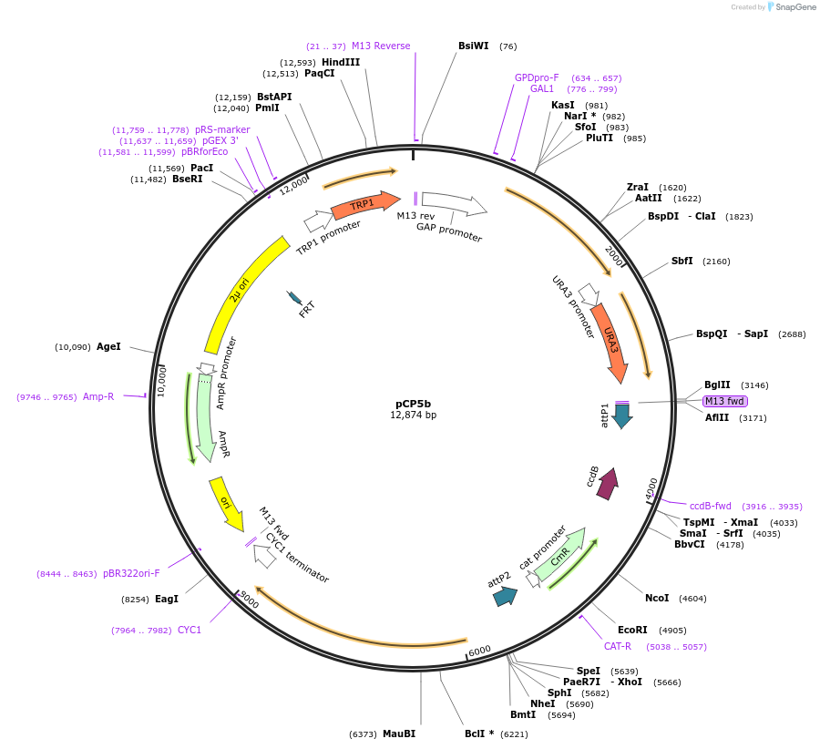 37185-plasmid-map-sequence-id-51873