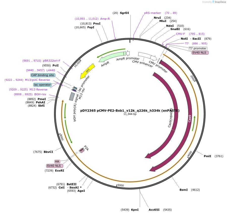 260029-plasmid-map-sequence-id-518768