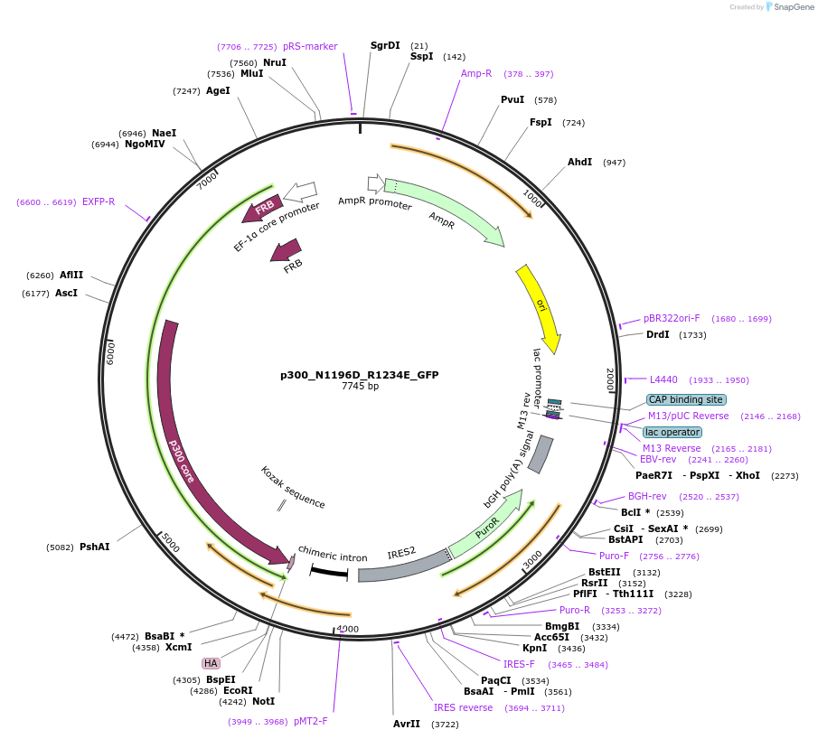 258517-plasmid-map-sequence-id-518773