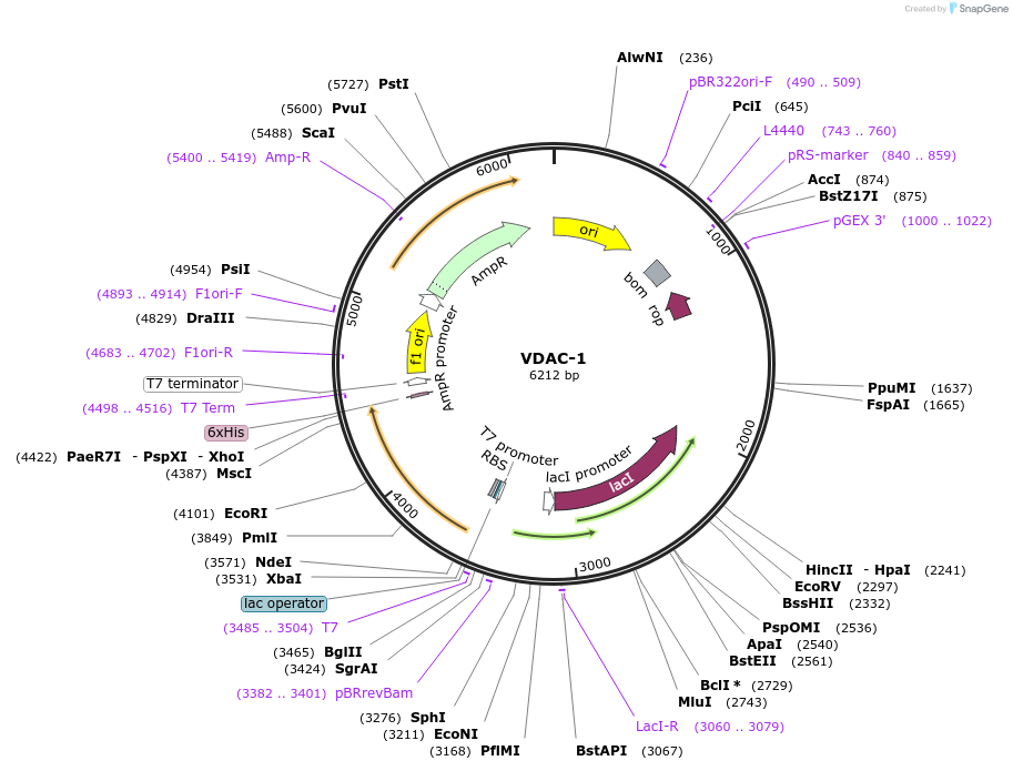 259716-plasmid-map-sequence-id-518776