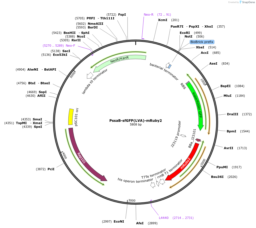 257841-plasmid-map-sequence-id-518780