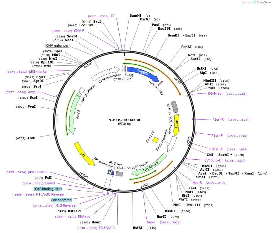 255858-plasmid-map-sequence-id-518782