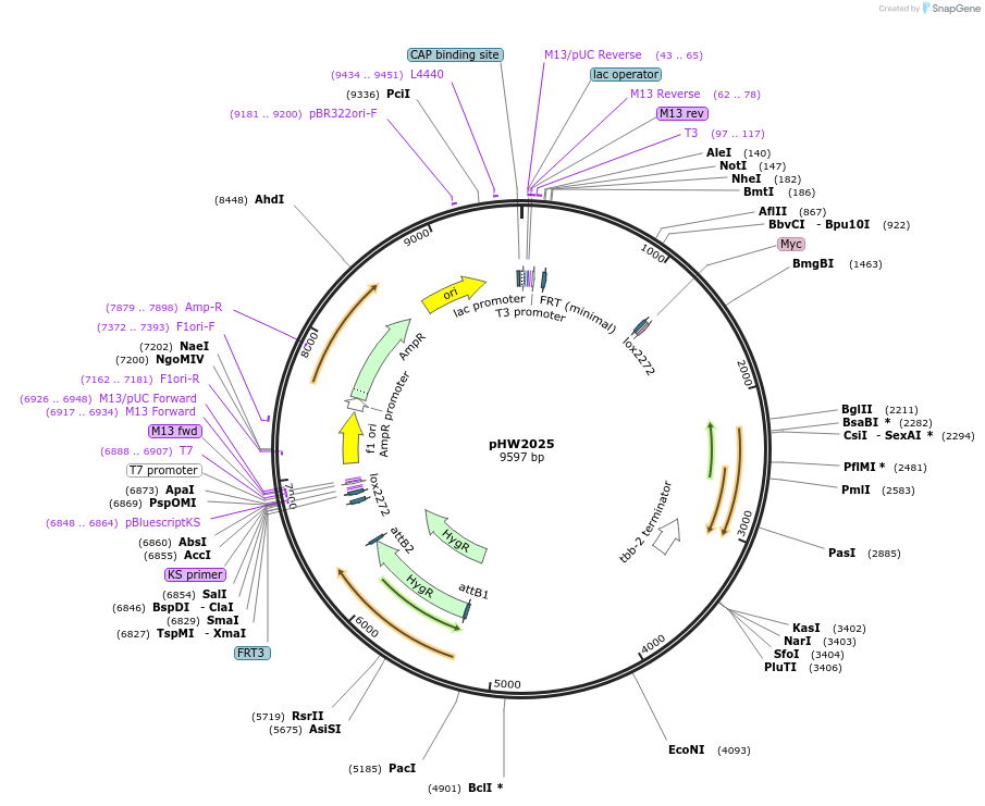 255940-plasmid-map-sequence-id-518808