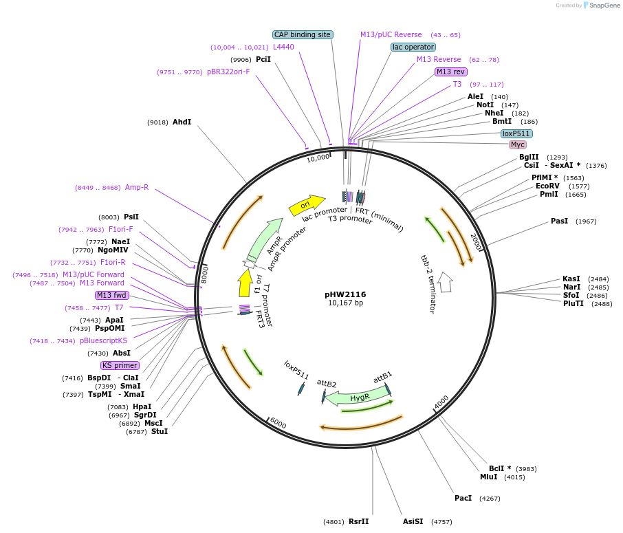 255956-plasmid-map-sequence-id-518809