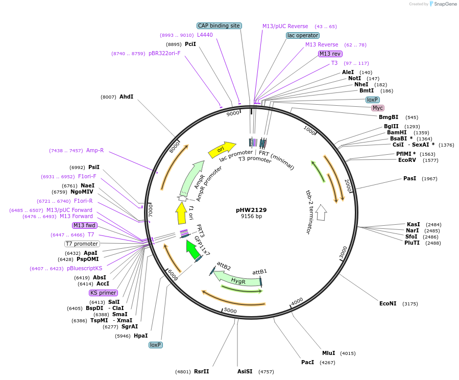 255965-plasmid-map-sequence-id-518810