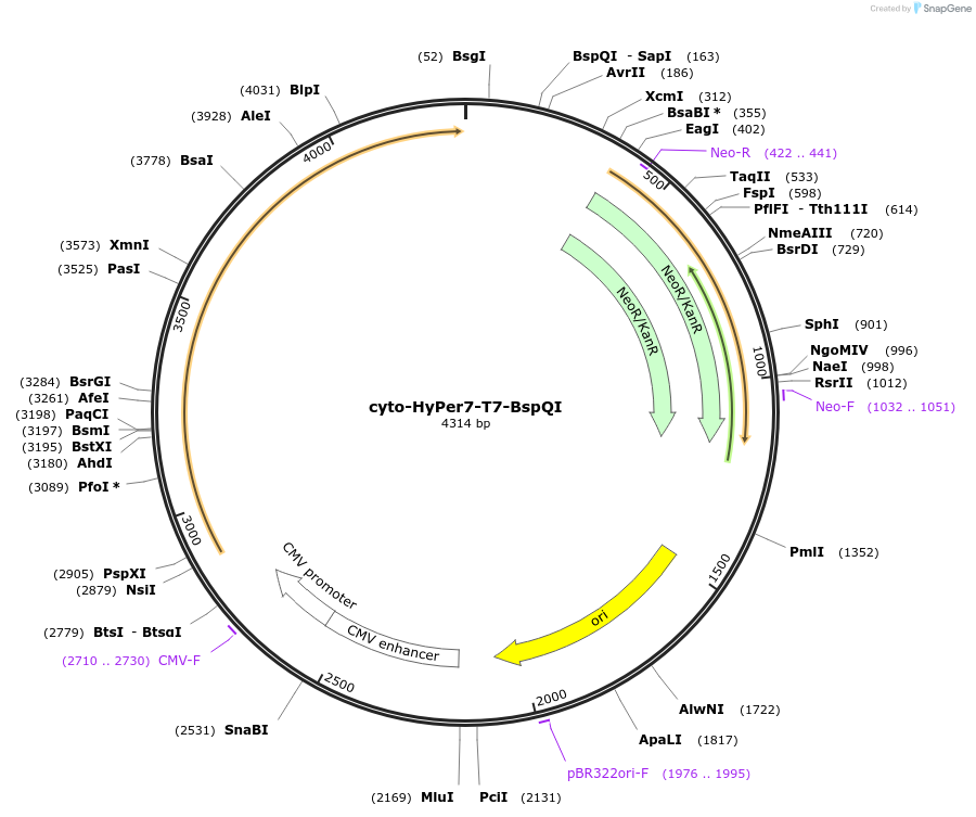 255263-plasmid-map-sequence-id-518853