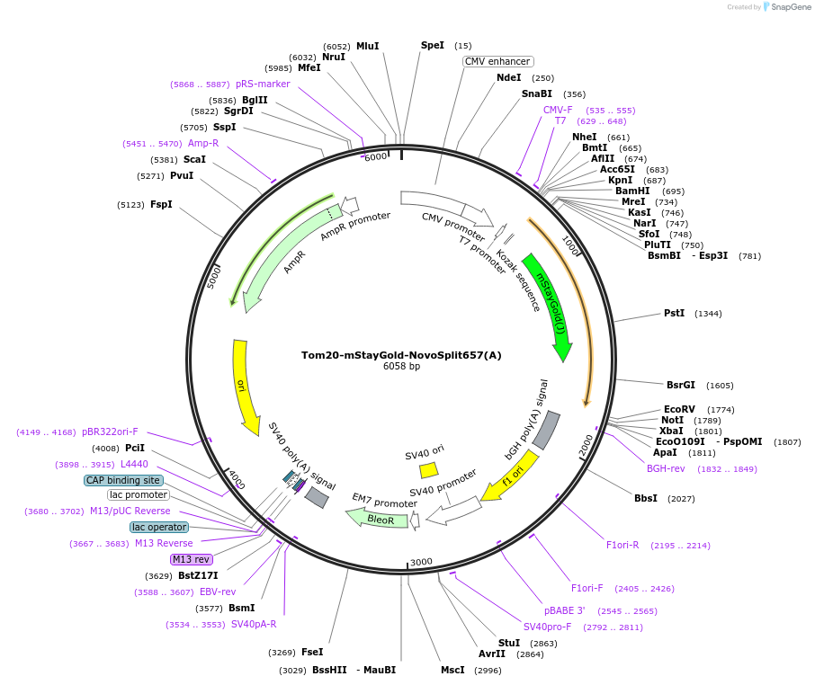 255881-plasmid-map-sequence-id-518855