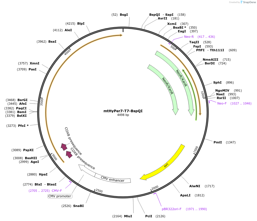 255262-plasmid-map-sequence-id-518858
