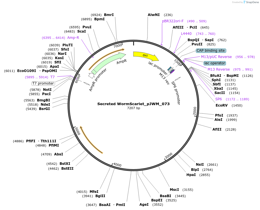 260218-plasmid-map-sequence-id-518975