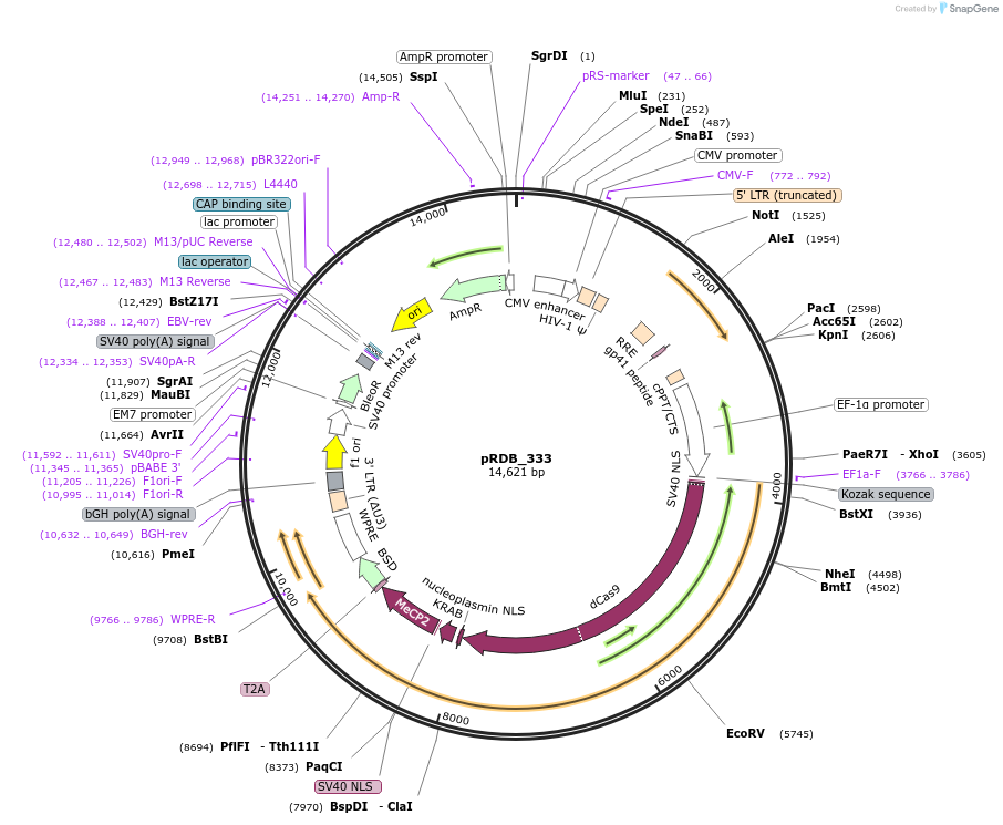 260892-plasmid-map-sequence-id-518980