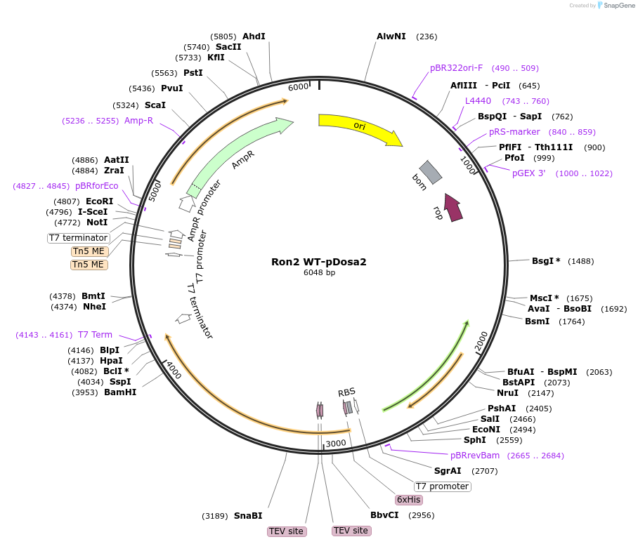 260658-plasmid-map-sequence-id-518996