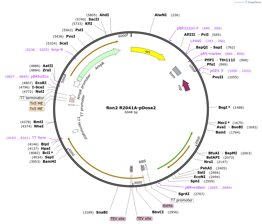 260660-plasmid-map-sequence-id-518998