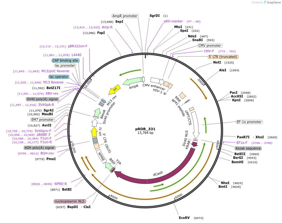 260890-plasmid-map-sequence-id-519003