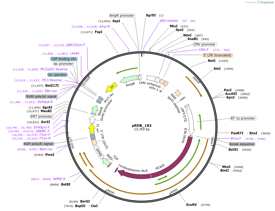 260889-plasmid-map-sequence-id-519004