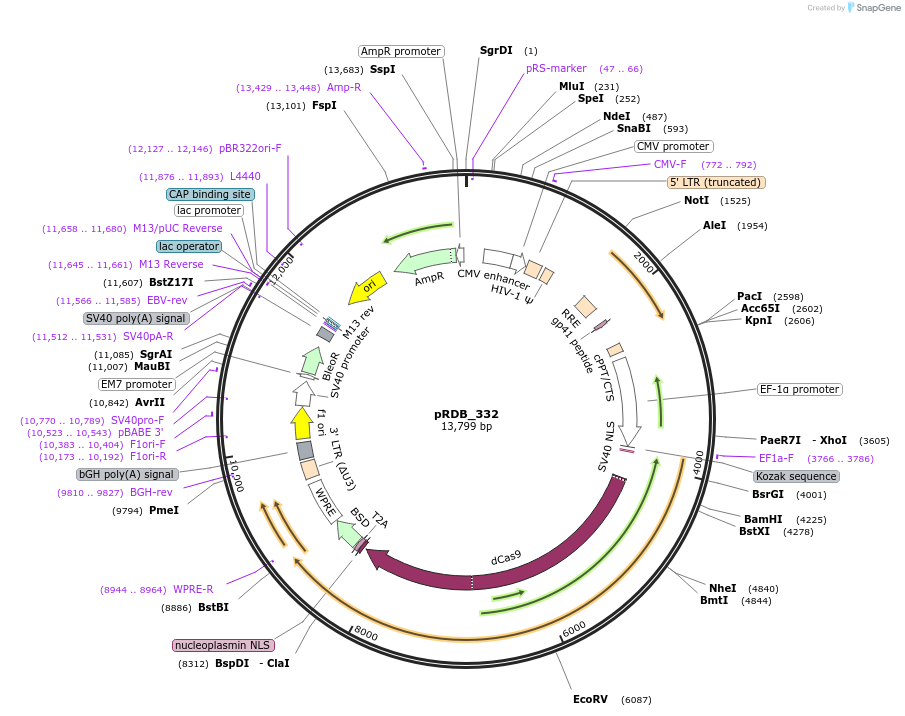 260891-plasmid-map-sequence-id-519005