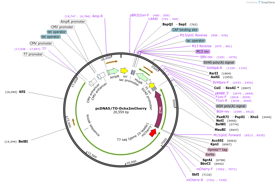 260561-plasmid-map-sequence-id-519006