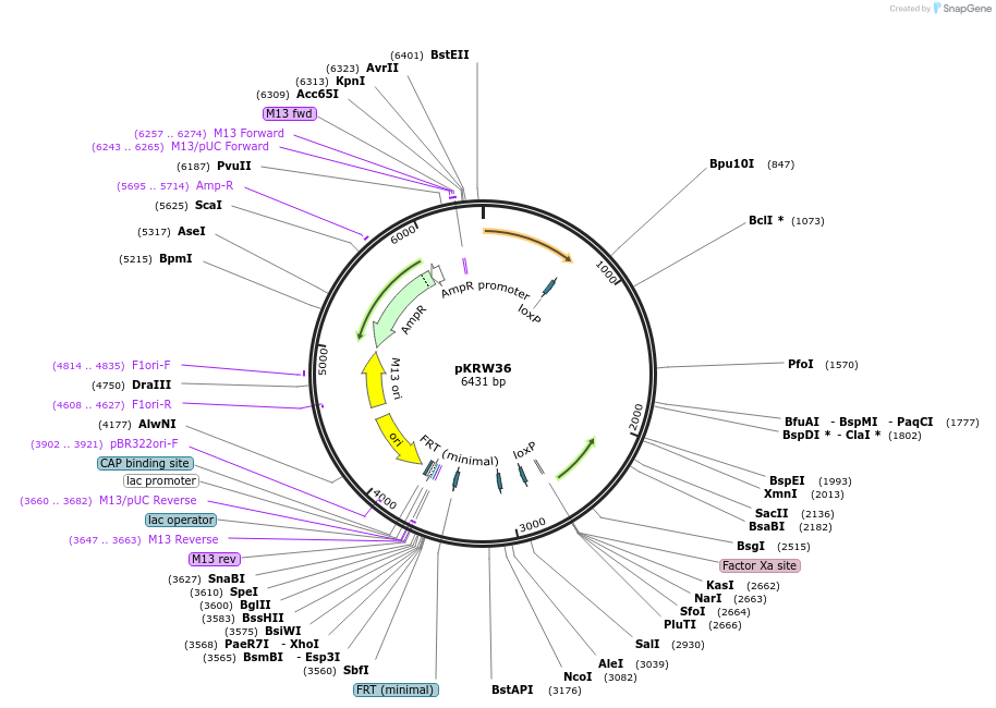 259369-plasmid-map-sequence-id-519011