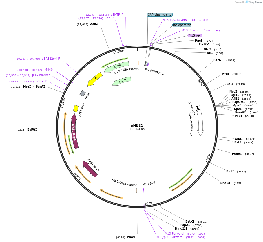 260675-plasmid-map-sequence-id-519013