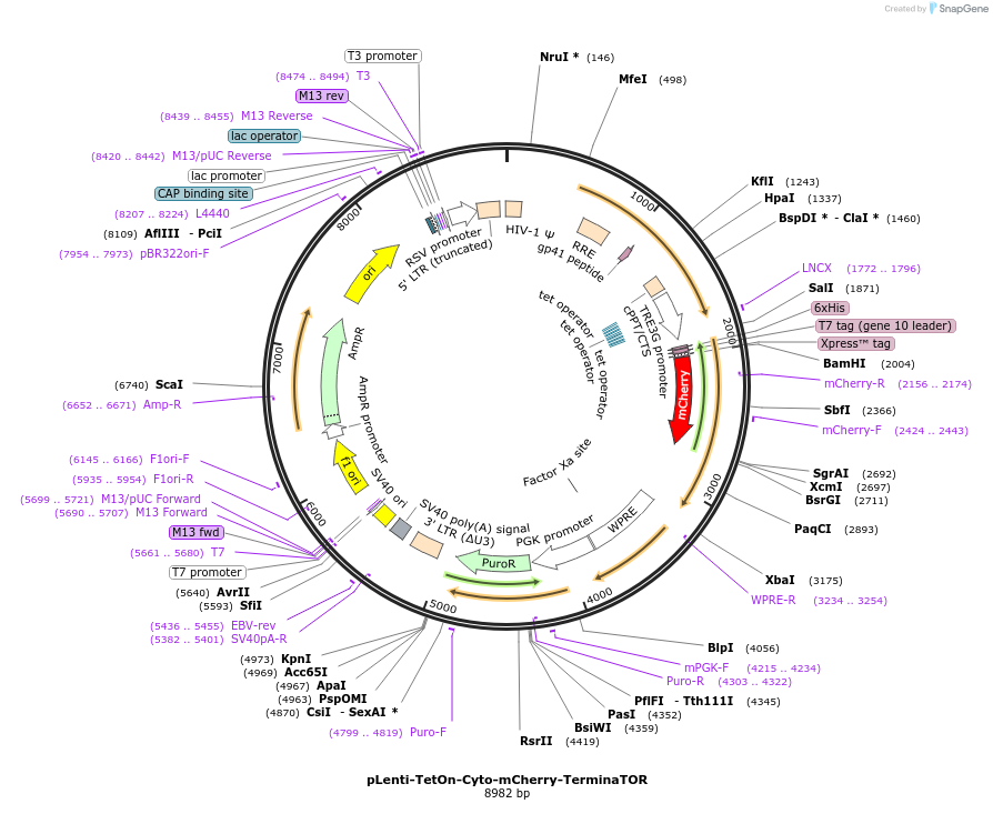 260302-plasmid-map-sequence-id-519031