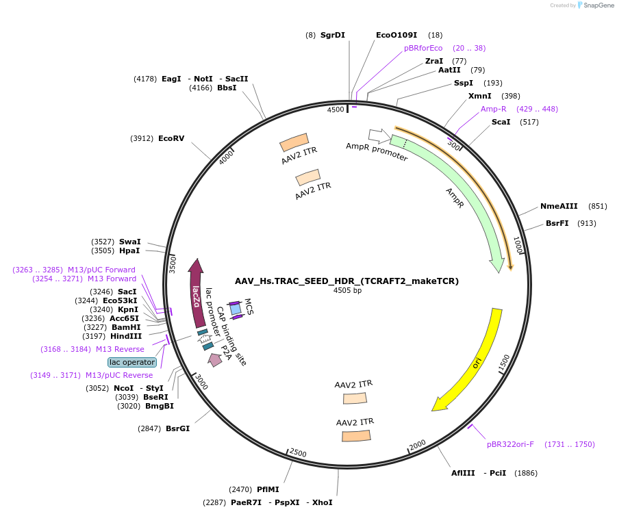 256431-plasmid-map-sequence-id-519033