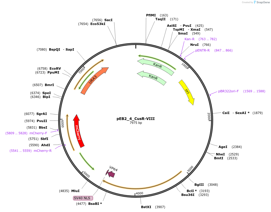 236219-plasmid-map-sequence-id-519035