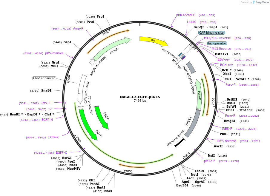 260887-plasmid-map-sequence-id-519042