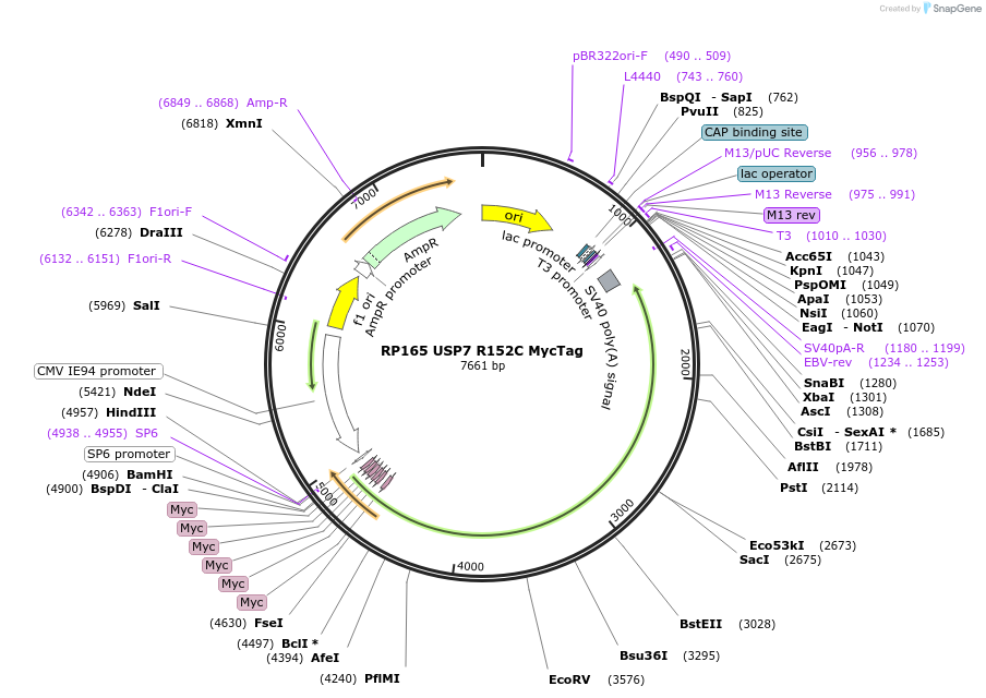 259782-plasmid-map-sequence-id-519047