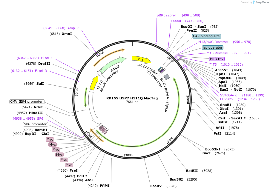 259780-plasmid-map-sequence-id-519053