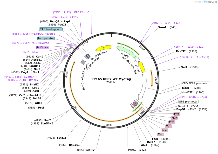 259429-plasmid-map-sequence-id-519056