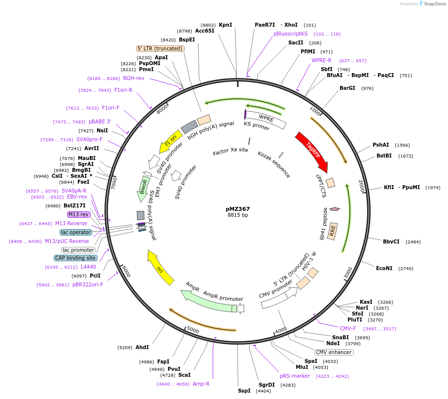 258751-plasmid-map-sequence-id-519072